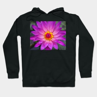 Pink Lotus with Red and Yellow Colours Hoodie